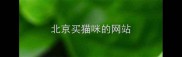 北京买猫咪的网站