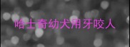 哈士奇幼犬用牙咬人