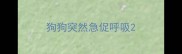 狗狗突然急促呼吸