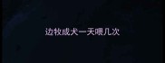 边牧成犬一天喂几次