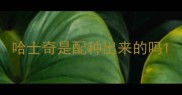 哈士奇是配种出来的吗