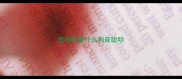 宠物狗里什么狗最聪明