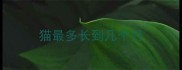 猫最多长到几个月