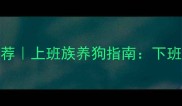10个治愈系狗狗品种推荐上班族养狗指南下班后黄金15分钟遛狗技巧
