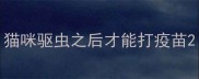 猫咪驱虫之后才能打疫苗