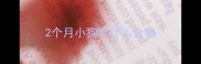 2个月小狗吃什么食物