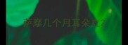 萨摩几个月耳朵立