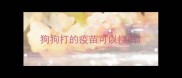 狗狗打的疫苗可以换吗