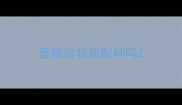 蓝眼边牧能配种吗
