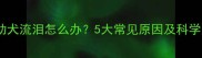 拉布拉多幼犬流泪怎么办5大常见原因及科学应对指南