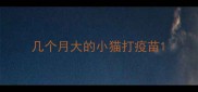 几个月大的小猫打疫苗