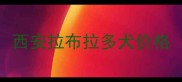 西安拉布拉多犬价格