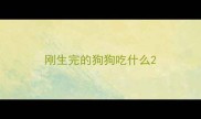 刚生完的狗狗吃什么