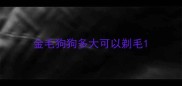 金毛狗狗多大可以剃毛