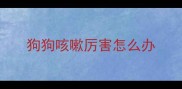 狗狗咳嗽厉害怎么办