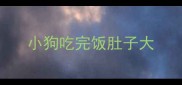 小狗吃完饭肚子大