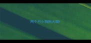 两个月小狗抱大腿