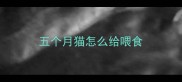 五个月猫怎么给喂食