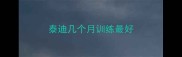 泰迪几个月训练最好