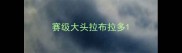 赛级大头拉布拉多