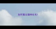 如何看出猫咪吐毛