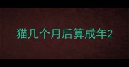 猫几个月后算成年