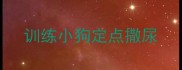 训练小狗定点撒尿