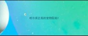 哈尔滨正规的宠物医院