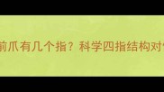边境牧羊犬前爪有几个指科学四指结构对健康的影响