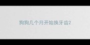 狗狗几个月开始换牙齿
