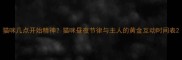 猫咪几点开始精神猫咪昼夜节律与主人的黄金互动时间表