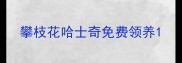 攀枝花哈士奇免费领养