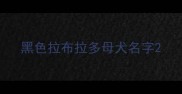 黑色拉布拉多母犬名字