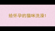 给怀孕的猫咪洗澡