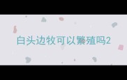 白头边牧可以繁殖吗