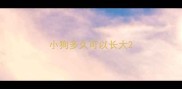 小狗多久可以长大