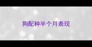 狗配种半个月表现