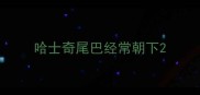 哈士奇尾巴经常朝下