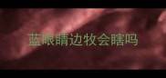 蓝眼睛边牧会瞎吗