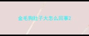 金毛狗肚子大怎么回事