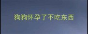 狗狗怀孕了不吃东西