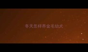 冬天怎样养金毛幼犬