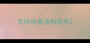 怎样给泰迪狗梳毛