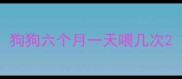狗狗六个月一天喂几次