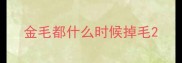 金毛都什么时候掉毛
