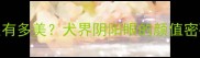 哈士奇鸳鸯眼有多美犬界阴阳眼的颜值密码与养护指南