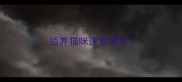 领养猫咪注意事项