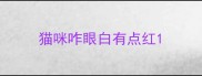 猫咪咋眼白有点红