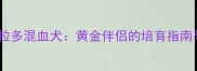 金毛拉布拉多混血犬黄金伴侣的培育指南与饲养全