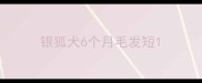 银狐犬6个月毛发短